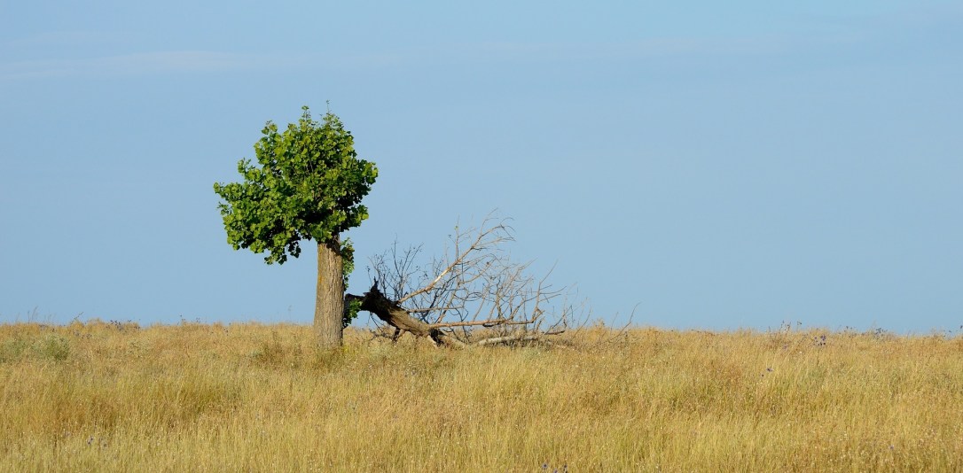 Ett träd som inte gav upp